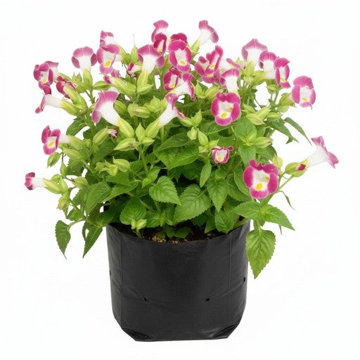 Wishbone Flower Pink - 6" Grow bag