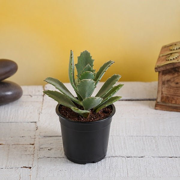 Kalanchoe roseleaf - 3" Pot