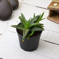 Alworthia Black Gem - 3" Pot