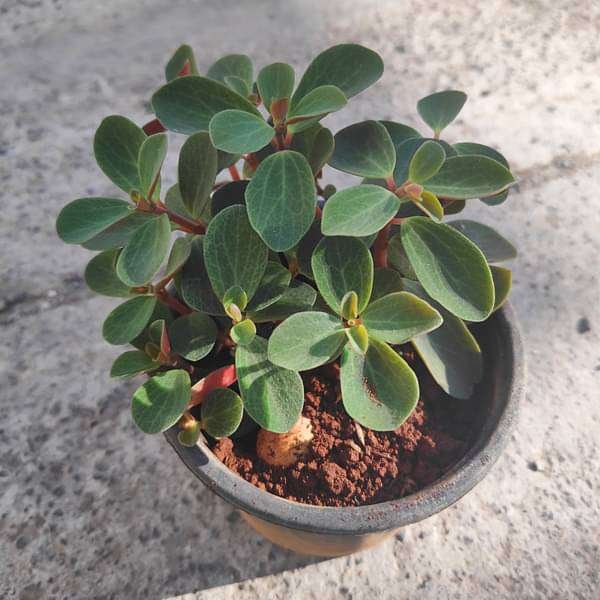 Peperomia rubella - 3" Pot
