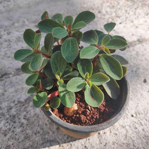 Peperomia rubella - 3" Pot