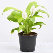 Peace Lily Golden - 5" Pot