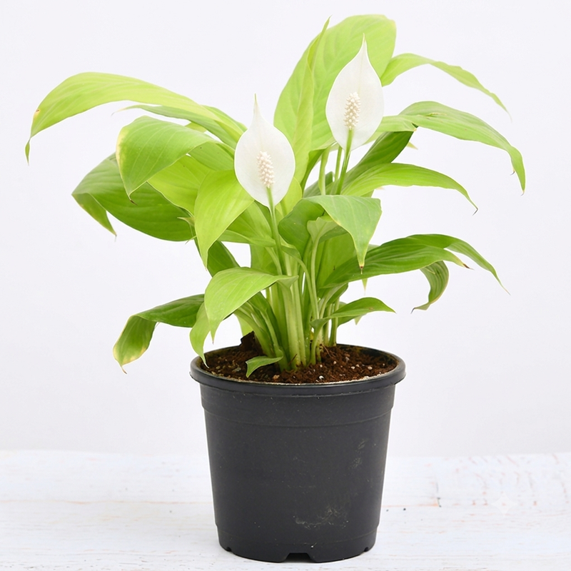 Peace Lily Golden - 5" Pot