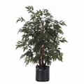Aralia Black - 10" Grow bag