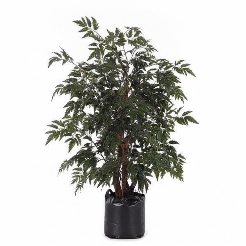 Aralia Black - 10" Grow bag