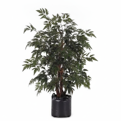Aralia Black - 10" Grow bag