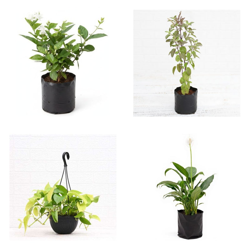 Griha Pravesh Dozen - Set of 12 Housewarming Gift Plants