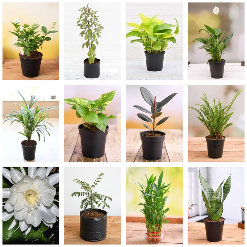 Griha Pravesh Dozen - Set of 12 Housewarming Gift Plants