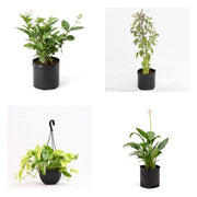 Griha Pravesh Dozen - Set of 12 Housewarming Gift Plants