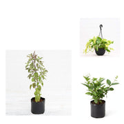 Griha Pravesh Trio - Set of 3 Housewarming Gift Plants