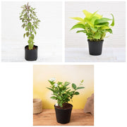 Griha Pravesh Trio - Set of 3 Housewarming Gift Plants