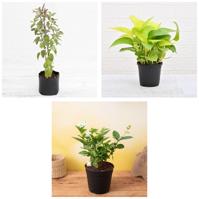 Griha Pravesh Trio - Set of 3 Housewarming Gift Plants