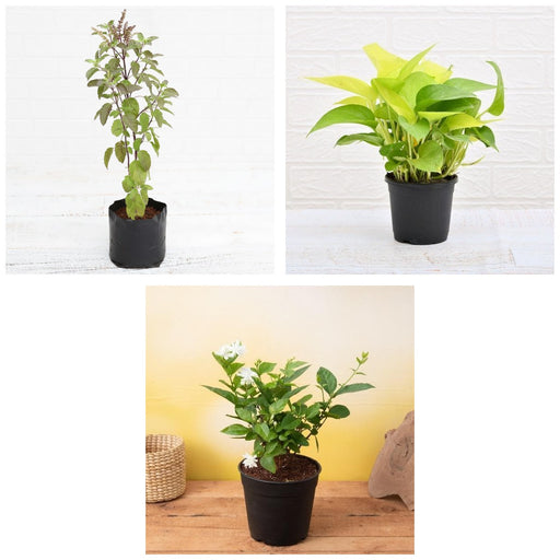 Griha Pravesh Trio - Set of 3 Housewarming Gift Plants