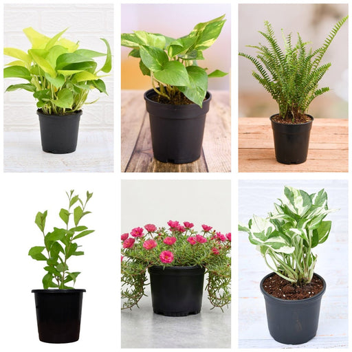 Ground Cover Six - Set of 6 Ground Cover Plants