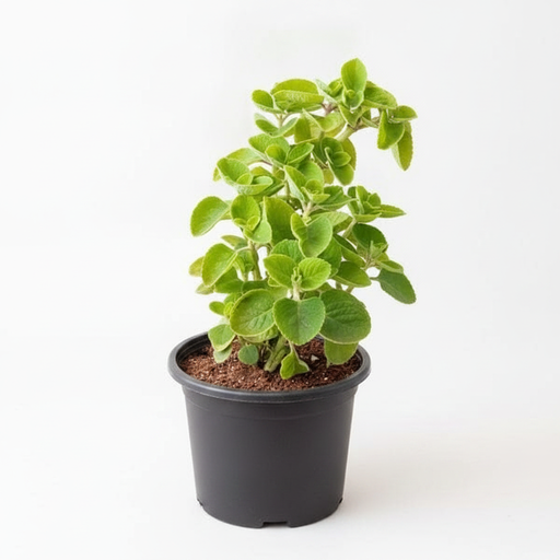 Indian Borage - 5" Pot