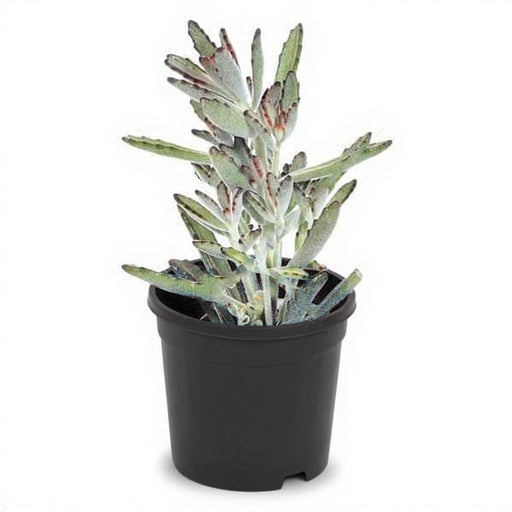 Panda Plant - 3" Pot