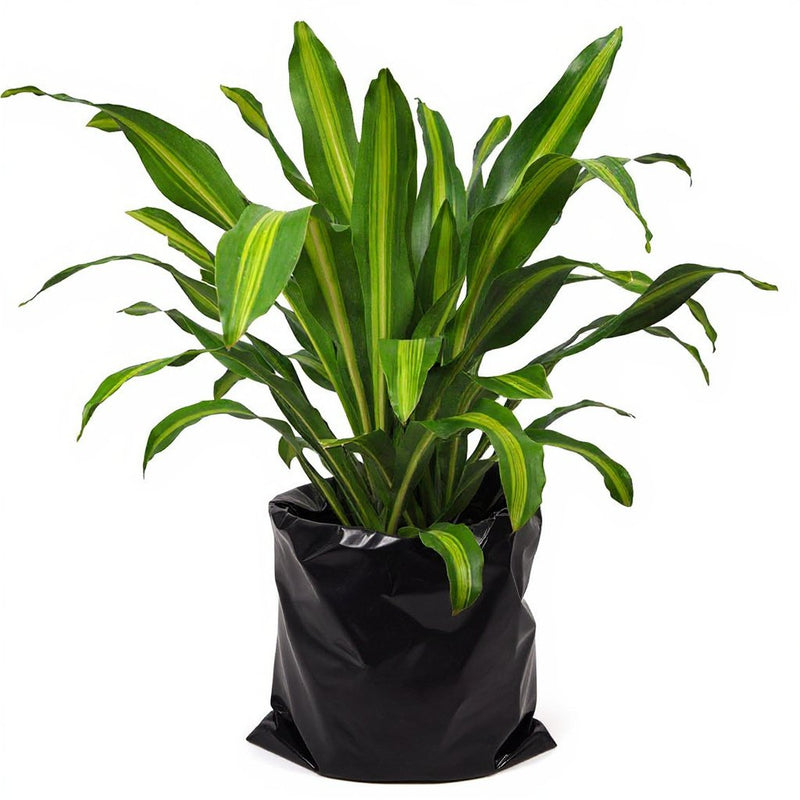 Dracaena Massangeana