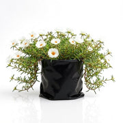 sku:PLT-PORTULACACOP-B06-WHT