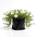 Portulaca 9 O' Clock White - 6" Grow bag