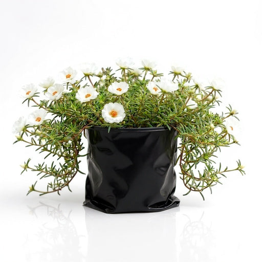 Portulaca 9 O' Clock White - 6" Grow bag