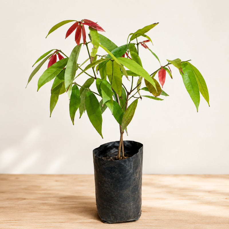 Nagkesar - 6" Grow bag