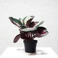 Calathea Corona - 5" Pot