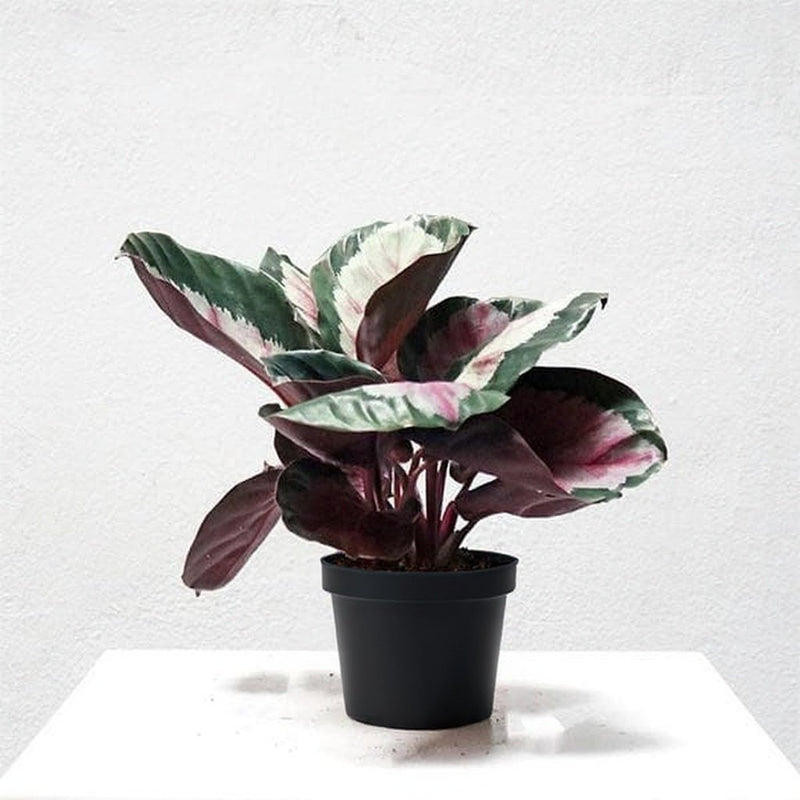 Calathea Corona - 5" Pot