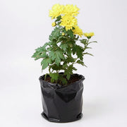 Chrysanthemum Wine Color