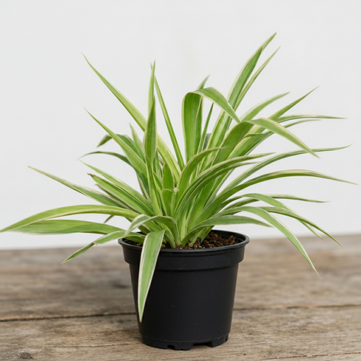 Spider Plant - 4" Pot