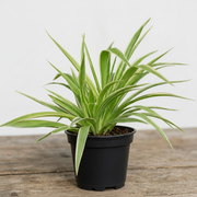 sku:PLT-SPIDERPLANT-P04-NA,PLT-SPIDERPLANT-P05-NA