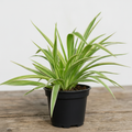 Spider Plant - 5" Pot