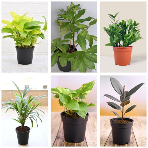 Half-Dozen Greens - Set of 6 Green Foliage Plants