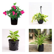Hanging Four - Set of 4 Hanging Basket Plants