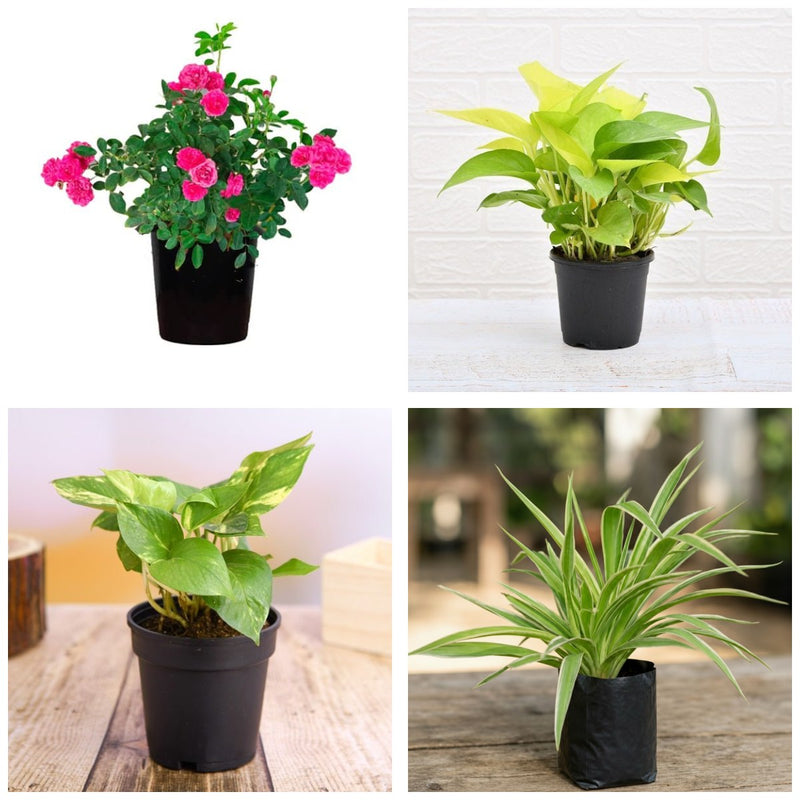 Hanging Four - Set of 4 Hanging Basket Plants