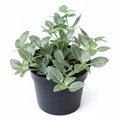 Nerve Plant White - 3" Pot