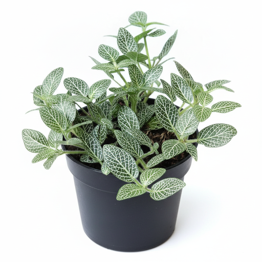 Nerve Plant White - 3" Pot
