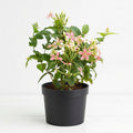 Madhumalti Rangoon Creeper - 7" Pot