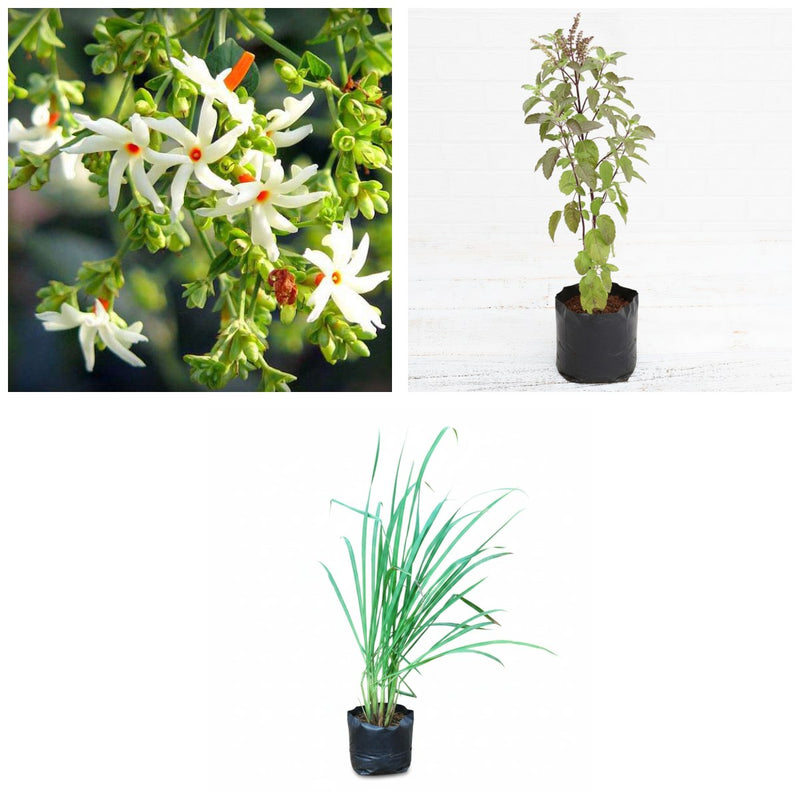 Home Remedy Three - Set of 3 Medicinal Plants