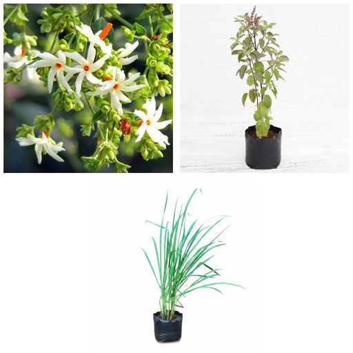Home Remedy Three - Set of 3 Medicinal Plants