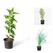 Home Remedy Three - Set of 3 Medicinal Plants