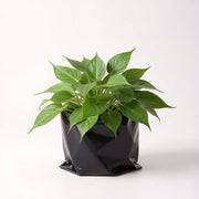 Philodendron Oxycardium
