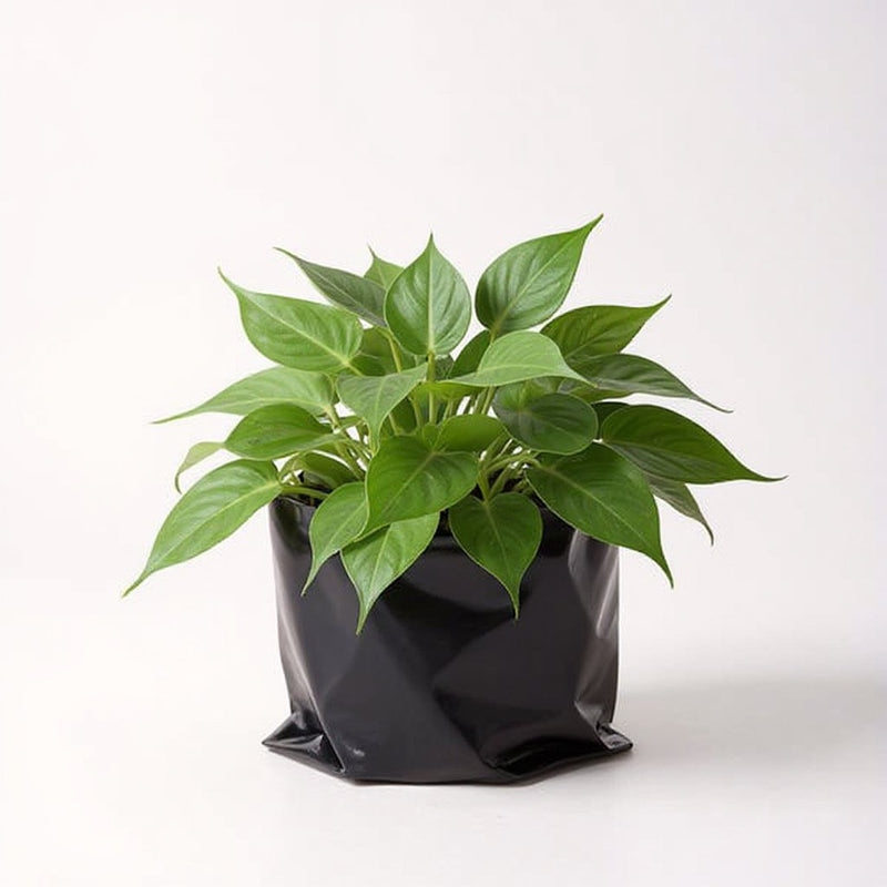 Philodendron Oxycardium