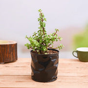 Elephant Bush