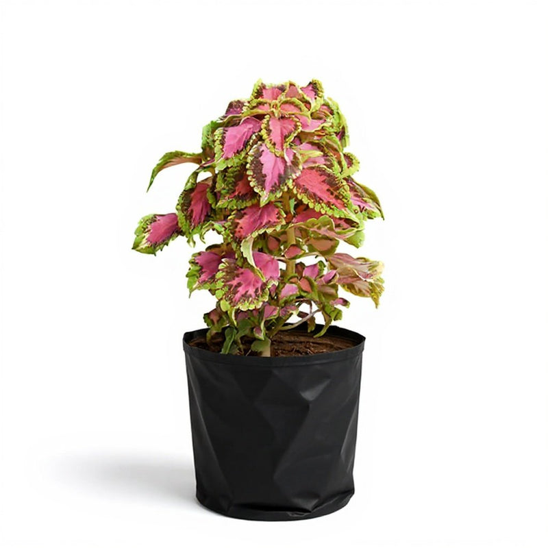 Coleus Pink Green - 6" Grow bag