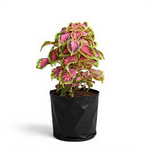 Coleus Green Pink - 6" Grow bag