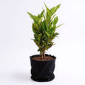 Croton Gold Dust - 10" Grow bag