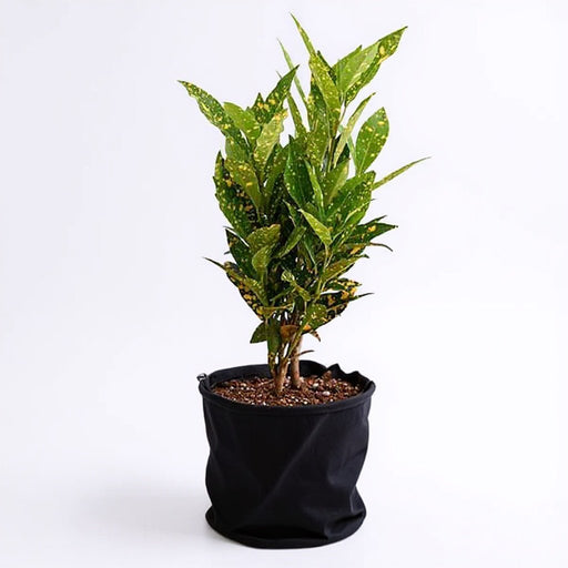Croton Gold Dust - 10" Grow bag