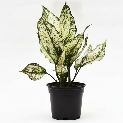 Aglaonema Snow White - 4" Pot