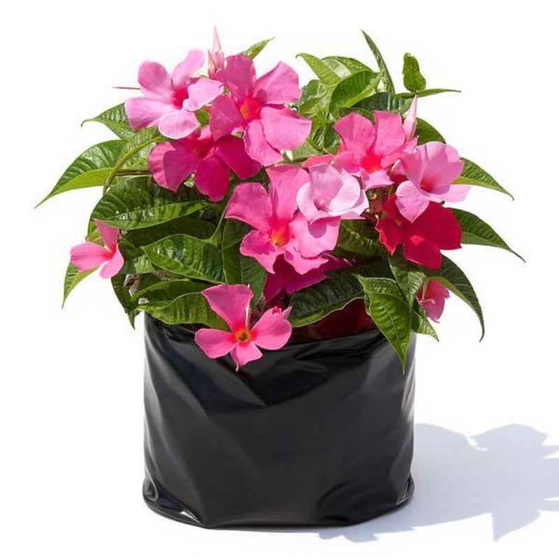 Mandevilla Red