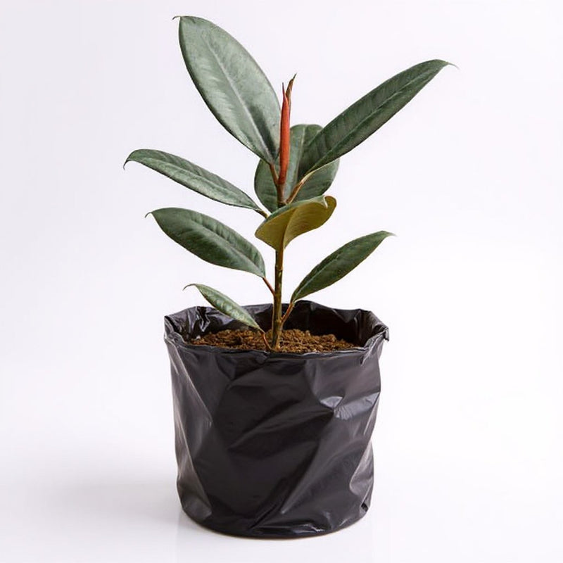 Rubber Plant Burgandy